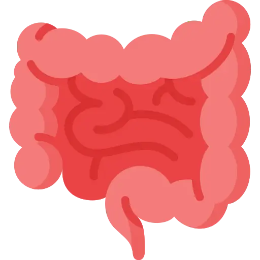 intestine