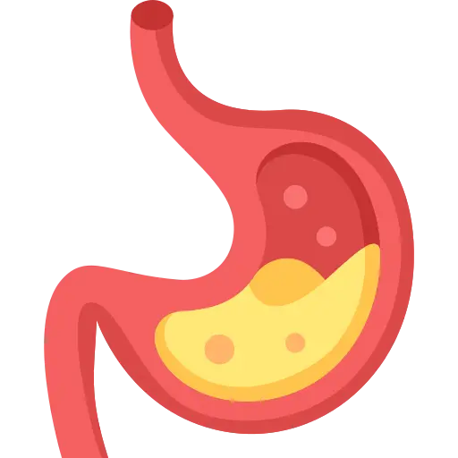 stomach